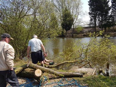 Work Party - Tree Felling in April