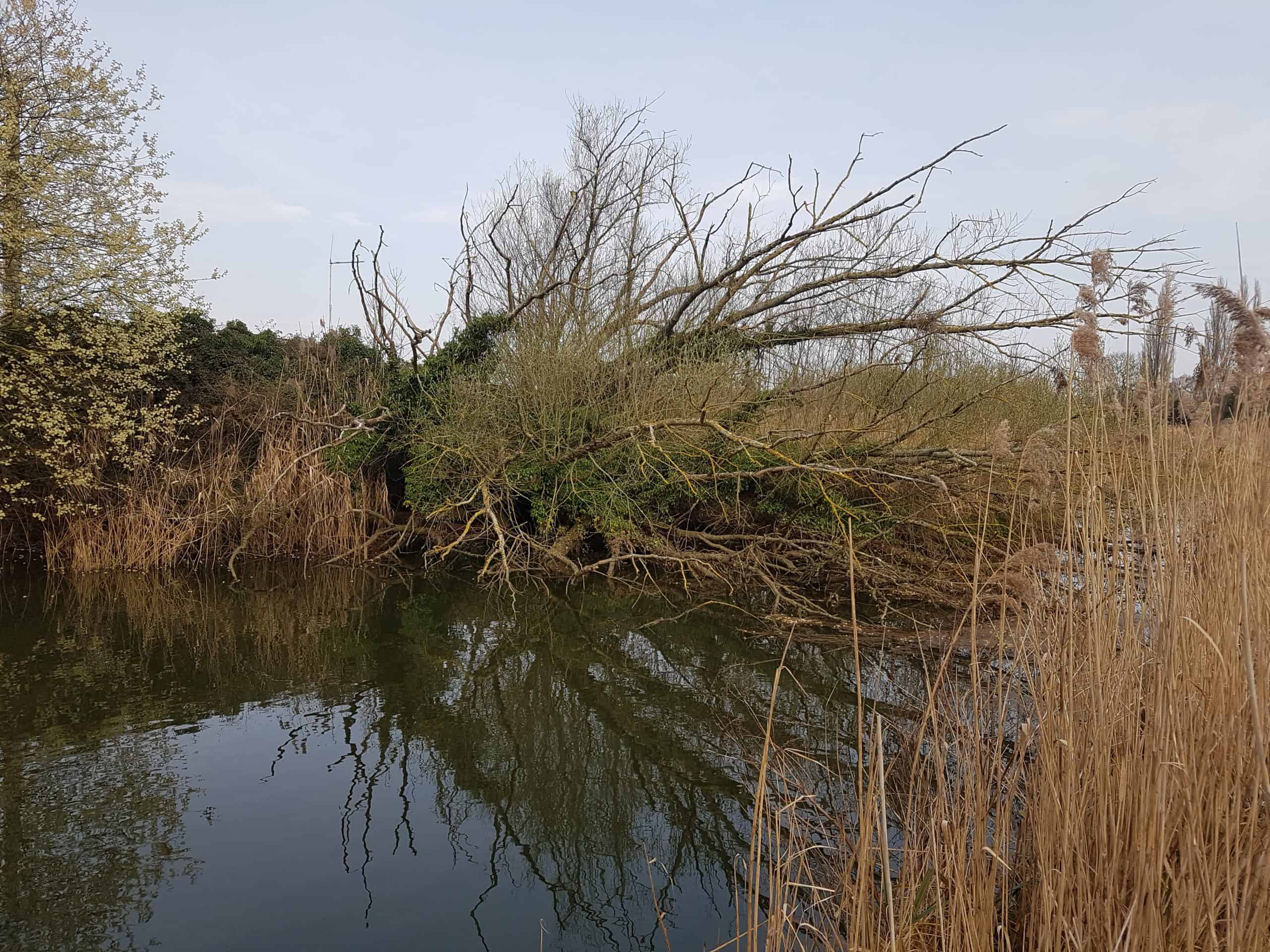 Refuge Tree Removal