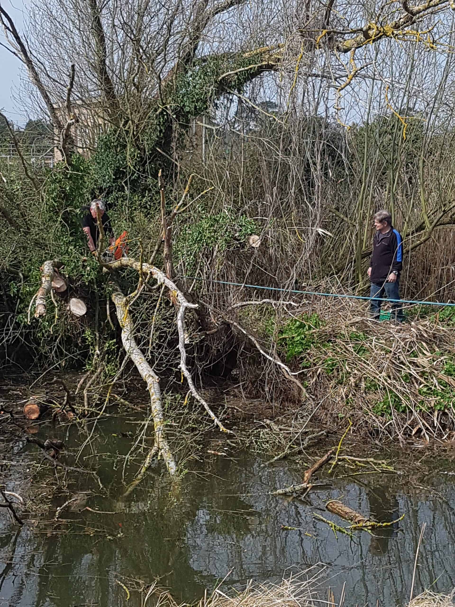 Refuge Tree Removal