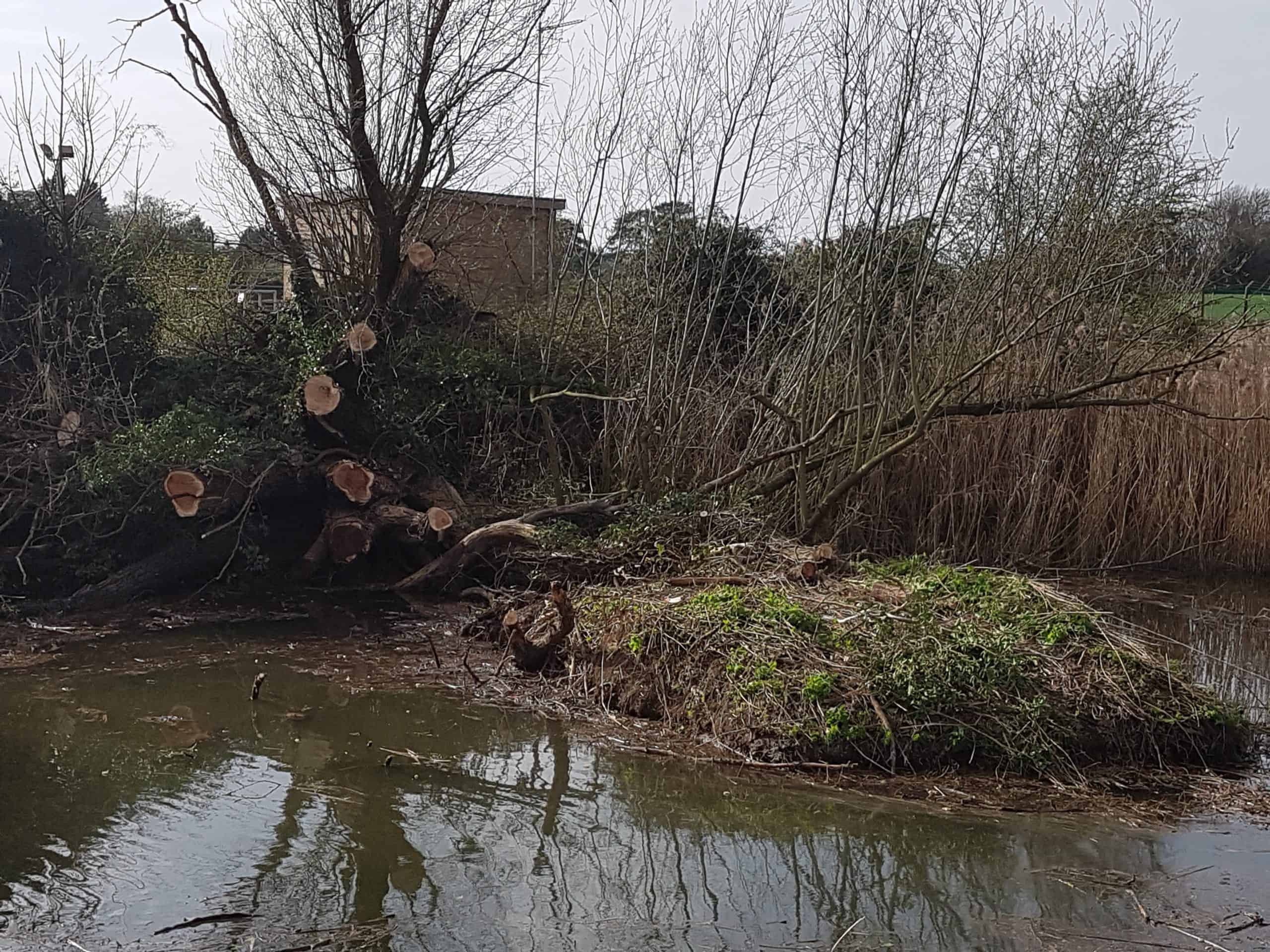 Refuge Tree Removal